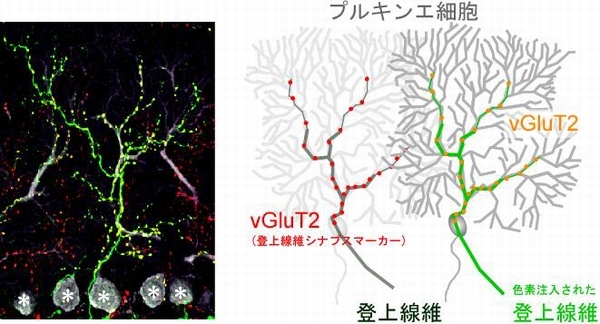 小脳プルキンエ細胞に結合する登上線維と登上線維シナプス（慶應義塾大学の発表資料より）
