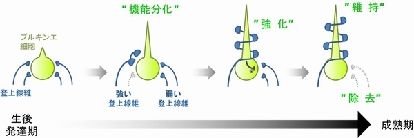 登上線維シナプス回路の生後発達変化を示す図（慶應義塾大学の発表資料より）

