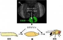 エクジソンによるショウジョウバエ変態過程の制御を示す図（基礎生物学研究所の発表資料より）