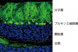 大人のマウスの小脳の一部を拡大した図。プルキンエ細胞だけが見えるように標識されている（緑）。プルキンエ細胞の細胞体が1列平面状に並び、この層を境に表層側が分子層、深層側が顆粒層となる。白質にはプルキンエ細胞から伸びた軸索が見える（理化学研究所の発表資料より）