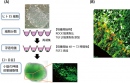 SFEBq法を使ったヒトES細胞からプルキンエ細胞への分化誘導を示す図（理化学研究所の発表資料より）