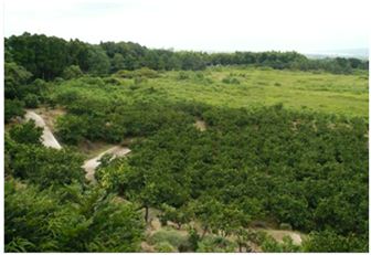 オリックスと九電工が熊本県宇城市に建設する太陽光発電所の太陽光パネル設置予定地（両社の発表資料より）