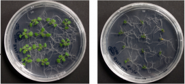 左の写真は、通常の培地で育てたシロイヌナズナ。右の写真は、高圧浸透培地で育てたシロイヌナズナ。水不足を模倣できる高浸透圧条件では、地上部の成長が抑制されている(大阪大学の発表資料より) 左の写真は、通常の培地で育てたシロイヌナズナ。右の写真は、高圧浸透培地で育てたシロイヌナズナ。水不足を模倣できる高浸透圧条件では、地上部の成長が抑制されている(大阪大学の発表資料より)
