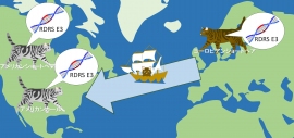 京都大学の研究で、イエネコの移動経路を明らかにするための指標として、RD-114ウイルスに関連した内在性レトロウイルス配列RDRSが有用であることが分かった(写真:京都大学の発表資料より) 京都大学の研究で、イエネコの移動経路を明らかにするための指標として、RD-114ウイルスに関連した内在性レトロウイルス配列RDRSが有用であることが分かった(写真:京都大学の発表資料より)