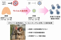 TCF1、LEF1とHTLV-1感染の関連を示す図（京都大学の発表資料より）