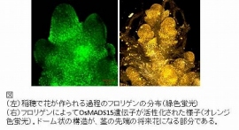 稲穂で花が作られる過程のフロリゲンの分布（左）と、フロリゲンによってOsMADS15遺伝子が活性化された様子（右）（奈良先端科学技術大学院大学の発表資料より）