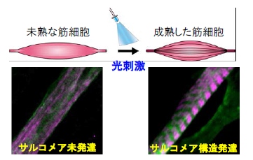 光照射による筋細胞のトレーニング前の未熟な細胞（左）、とトレーニング後の収縮構造（サルコメア）が構築された細胞（右）。緑：ChRGR、マゼンタ：サルコメア（東北大学の発表資料より）