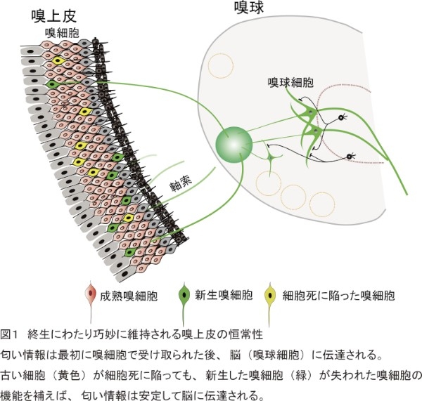 嗅上皮の恒常性が維持される仕組みを示す図（東京大学の発表資料より）
