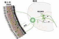 嗅上皮の恒常性が維持される仕組みを示す図（東京大学の発表資料より）