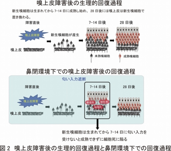 嗅上皮障害後の生理的回復過程と鼻閉環境下での回復過程を示す図（東京大学の発表資料より）