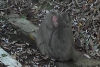 屋久島ニホンザルの体側抱擁（京都大学の発表資料より）