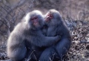 金華山のニホンザルの対面抱擁(京都大学の発表資料より) 金華山のニホンザルの対面抱擁(京都大学の発表資料より)