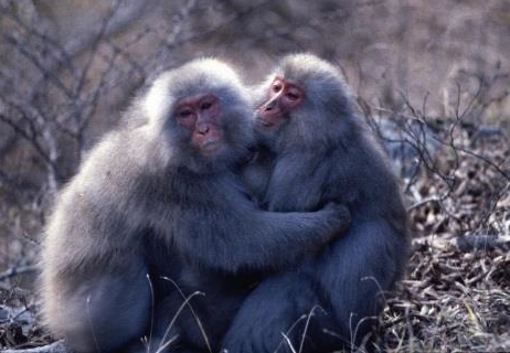 金華山のニホンザルの対面抱擁（京都大学の発表資料より）