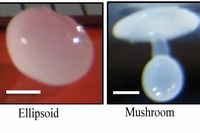 今回の研究から生み出された4種の形状（左から、楕円状、キノコ状、フレーク様形状、円盤状）。衝突速度や各流体の温度、液滴を滴下する液体層の密度等の要素を調節することで得られる（沖縄科学技術大学院大学の発表資料より）