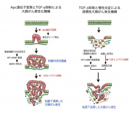 Apc 遺伝子変異とTGF-β抑制による大腸がん悪性化機構(左)と、TGF-β抑制と慢性炎症による浸潤性大腸がん発生機構(右)を示す図(金沢大学がん進展制御研究所の発表資料より) Apc 遺伝子変異とTGF-β抑制による大腸がん悪性化機構(左)と、TGF-β抑制と慢性炎症による浸潤性大腸がん発生機構(右)を示す図(金沢大学がん進展制御研究所の発表資料より)