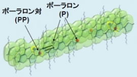 P3HT分子の集合状態と電荷生成の模式図（九州大学の発表資料より）