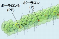 P3HT分子の集合状態と電荷生成の模式図（九州大学の発表資料より）