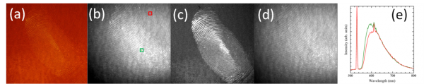 壁に潜在する重複した指紋と掌紋の分離に成功した例　グリーンレーザーが励起光源に用いられた。重複した指掌紋の(a)蛍光カラー画像と(b)蛍光スペクトル画像。分離に成功した(c)指紋画像と(d)掌紋画像。(e)典型的な指紋部(緑)と掌紋部(赤)の蛍光スペクトル（早稲田大学の発表資料より）
