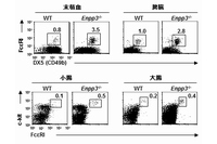 正常マウスとE-NPP3欠損マウスの好塩基球とマスト細胞数を示す図。E-NPP3欠損マウスで、好塩基球とマスト細胞数の増加が認められた（大阪大学と科学技術振興機構の発表資料より）