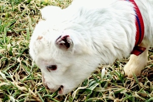 SUPER JUNIORのウニョクが、動物たちと撮った可愛らしい動画を公開した。