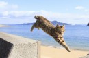 猫がジャンプする瞬間を収めた写真集『飛び猫』が発売された。 猫がジャンプする瞬間を収めた写真集『飛び猫』が発売された。