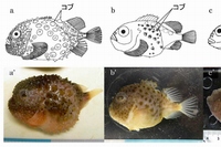 ダンゴウオ科魚類3種のスケッチ（a～c）と写真（a’～c’）。a、a’：コンペイトウ（全身が密にコブに覆われ，第一背鰭は埋没する）。b、b’：コブフウセンウオ（頭部にコブがなく、体の側面の一部にコブがある。皮膚は滑らか）。c、c’：ナメフウセンウオ（コブはない。皮膚はなめらか）。スケッチはUeno（1970）より改変。写真は野外採集サンプルを撮影したもの（北海道大学の発表資料より）