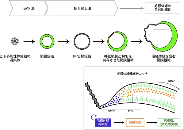 今回の研究成果をまとめた図。今回の研究では、BMP法という、ヒトES細胞から網膜組織への安定的な分化誘導法を開発した。次に、揺り戻し法という、網膜組織を出発材料として、神経網膜とRPEを共存させた複合網膜組織を形成させる手法を確立した。この複合網膜組織では、自己組織化により、毛様体縁が形成されることを見いだした。形成された複合網膜組織では、毛様体縁が幹細胞ニッチとして機能して、網膜の成長に貢献することが分かった(理化学研究所の発表資料より) 今回の研究成果をまとめた図。今回の研究では、BMP法という、ヒトES細胞から網膜組織への安定的な分化誘導法を開発した。次に、揺り戻し法という、網膜組織を出発材料として、神経網膜とRPEを共存させた複合網膜組織を形成させる手法を確立した。この複合網膜組織では、自己組織化により、毛様体縁が形成されることを見いだした。形成された複合網膜組織では、毛様体縁が幹細胞ニッチとして機能して、網膜の成長に貢献することが分かった(理化学研究所の発表資料より)
