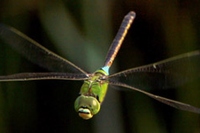 飛翔するギンヤンマ。高度に発達した複眼を持つ（産業技術総合研究所の発表資料より）