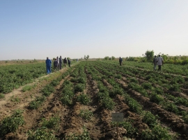 セネガルにおけるトマト栽培の様子（カゴメの発表資料より）