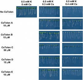 研究グループが選抜した5種類の化合物のセシウム耐性への寄与を示す写真。0.3mMセシウム培地では5種全てで、セシウムを取り込んだことによって起きる葉の白化現象が緩和されていることが分かる。特にCsTolen Aは、よりセシウム濃度の濃い0.4 mM培地においても葉が白くなる現象を抑え、根の生長阻害も抑制している(理化学研究所の発表資料より) 研究グループが選抜した5種類の化合物のセシウム耐性への寄与を示す写真。0.3mMセシウム培地では5種全てで、セシウムを取り込んだことによって起きる葉の白化現象が緩和されていることが分かる。特にCsTolen Aは、よりセシウム濃度の濃い0.4 mM培地においても葉が白くなる現象を抑え、根の生長阻害も抑制している(理化学研究所の発表資料より)