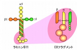 ラミニン511はα鎖、β鎖､γ鎖が会合した三量体タンパク質である（ニッピの発表資料より）