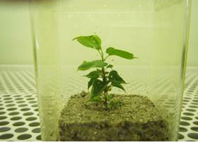 人工土壌で発根した幼苗（培養8ヶ月目）（住友林業の発表資料より）