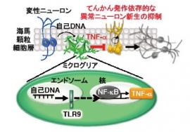 てんかん発作後、ミクログリアは、てんかん発作によって変性したニューロンから放出される自己DNAを認識する。この自己DNAはTLR9によって認識されることで、TNF-αの転写が促進される。その結果、ミクログリアはTNF-αを細胞外へ放出し、神経幹細胞へと働きかけることで、異常ニューロン新生を抑制する（九州大学の発表資料より）