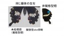 今回開発した新たな遺伝子導入法で擬態型の雌個体で擬態型dsx遺伝子（擬態型染色体上に存在するdsx遺伝子）の働きを抑えることに成功した。左：同一個体内の未処理翅。右は処理翅。処理した翅では赤い斑点がなくなり白い帯状の模様が出現し、非擬態型の翅に類似するようになった（東京大学の発表資料より）