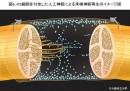 iPS細胞を付加した人工神経群による末梢神経再生のイメージ図(大阪市立大学の発表資料より) iPS細胞を付加した人工神経群による末梢神経再生のイメージ図(大阪市立大学の発表資料より)