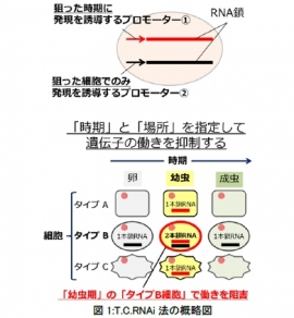 T.C.RNAi法の概略を示す図(九州大学の発表資料より) T.C.RNAi法の概略を示す図(九州大学の発表資料より)