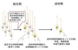 今回の研究で成体神経幹細胞を作りだす元となる細胞(胎生期における起源細胞)が明らかになった(写真:東京大学の発表資料より) 今回の研究で成体神経幹細胞を作りだす元となる細胞(胎生期における起源細胞)が明らかになった(写真:東京大学の発表資料より)