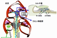 内耳とコルチ器の構造。蝸牛管に存在するコルチ器には音を感じとるセンサー細胞である有毛細胞とそれを支えている支持細胞によって立体構造を形成している。有毛細胞からの聴覚信号はラセン神経節、聴神経を経由して脳に伝わる（順天堂大学の発表資料より）