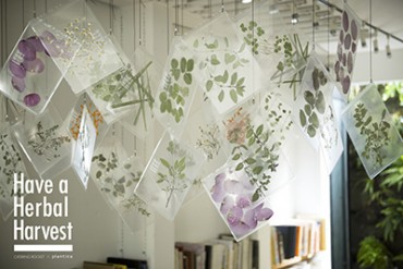 美しいハーブティー「Have a Herbal Harvest」展示販売が原宿で開催