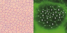 一見無関係な全く大きさが異なる2つの現象 — ナミブ砂漠のフェアリーサークル（左）と顕微鏡下でなければ見えない皮膚細胞（右）の配置は、奇妙に似通ったパターンを共有しているように見える（写真提供：OIST）