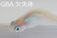 GBA欠失メダカは腰が曲がった姿勢を示す（京都大学の発表資料より）