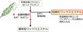 今回の研究の概要を示す図(大阪府立大学などの発表資料より) 今回の研究の概要を示す図(大阪府立大学などの発表資料より)