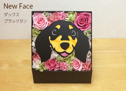 新作ダックスブラックタン（岡田商会発表資料より）