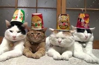 みんなで集まってぬくぬくしているネコちゃんズ。それを見ている飼い主は、つい、いたずらしたくなってしまいます。