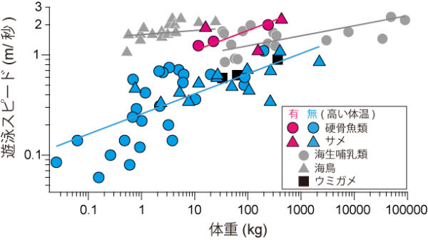 平均遊泳スピードと体重の関係。一つのプロットが一つの種を表す。大きな動物ほど速く泳ぐ傾向があるが、同じ体重で比較すると、体温の高い魚はそうでない魚よりも速い。また、体温の高い魚の遊泳スピードは、海鳥（ペンギン、ウなど）や海生哺乳類（クジラ、アザラシなど）のそれに近い。（国立極地研究所の発表資料より）