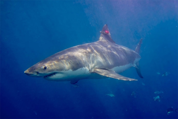 記録計を取り付けたホホジロザメ。ホホジロザメはまわりの水温よりも高い体温を維持している。（国立極地研究所の発表資料より）