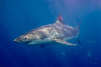 記録計を取り付けたホホジロザメ。ホホジロザメはまわりの水温よりも高い体温を維持している。（国立極地研究所の発表資料より）