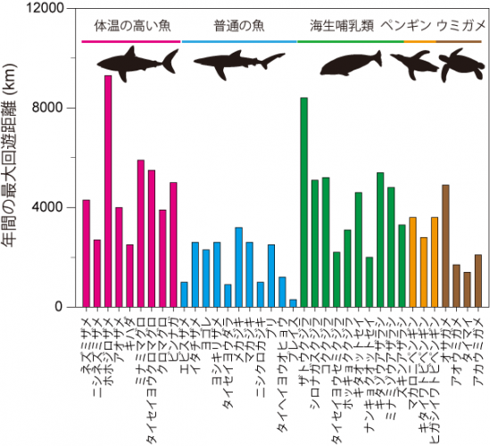 海洋動物の年間の最大回遊距離。体温の高い魚はそうでない魚に比べて回遊距離が長い。また体温の高い魚の回遊距離は海生哺乳類（クジラ、アザラシなど）やペンギンのそれに近い。（国立極地研究所の発表資料より）