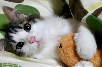 いい気持ちで寝ているネコちゃんの横で遊んでいるとーってもかわいいネコちゃん。