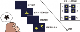 今回の研究で実施された対連合記憶課題の概要を示す図。サルがレバーを引くと試行が開始され、手掛かり図形が提示される。続いて、想起期間の後、選択図形が提示される。サルが手掛かり図形の対図形（この例では左下の選択図形）を選べば正解となり報酬を得られる。サルは12の図形対を学習した（東京大学の発表資料より）